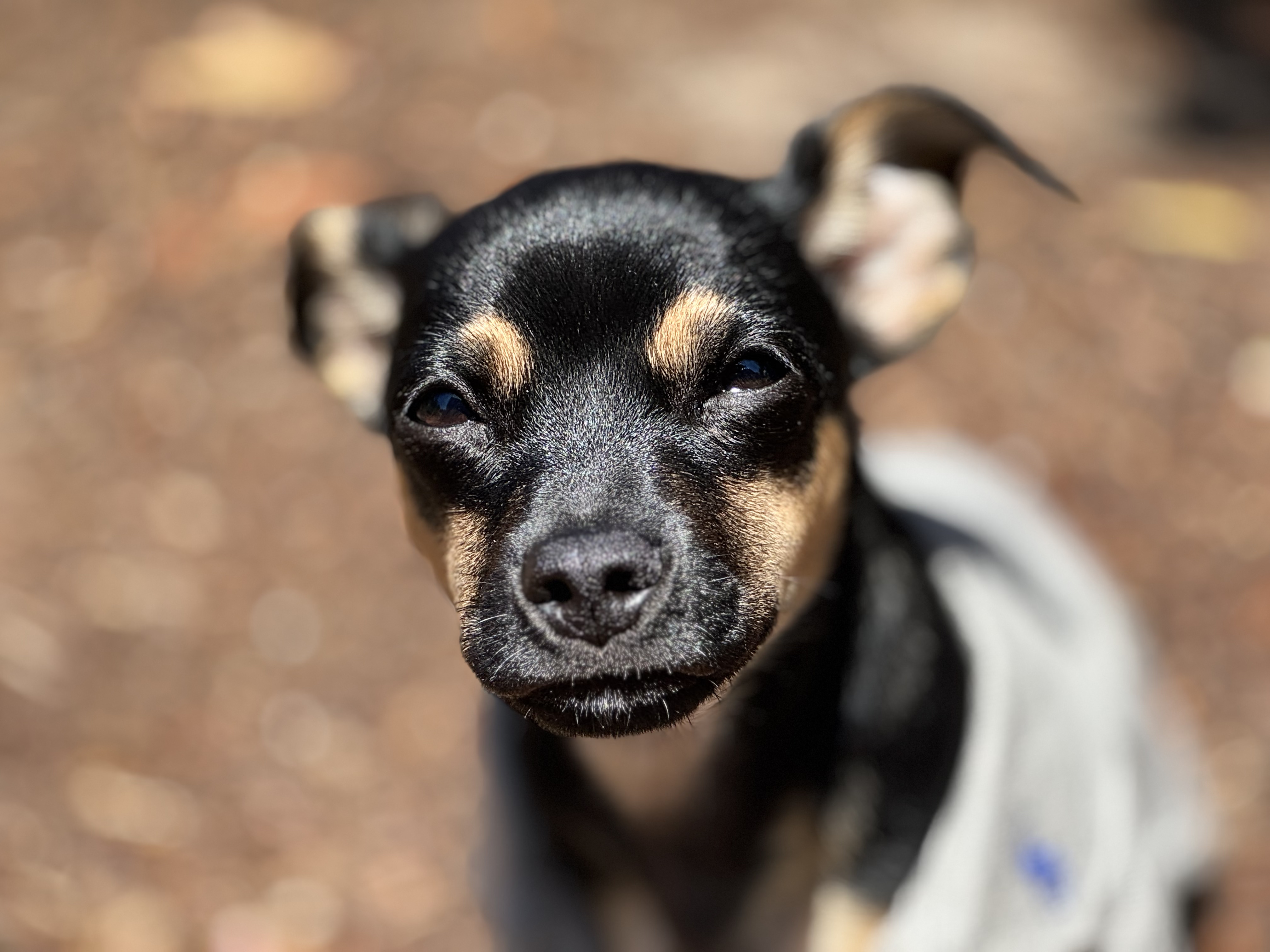 Brasco, the Puppy Tester, a black-and-tan puppy outdoors.